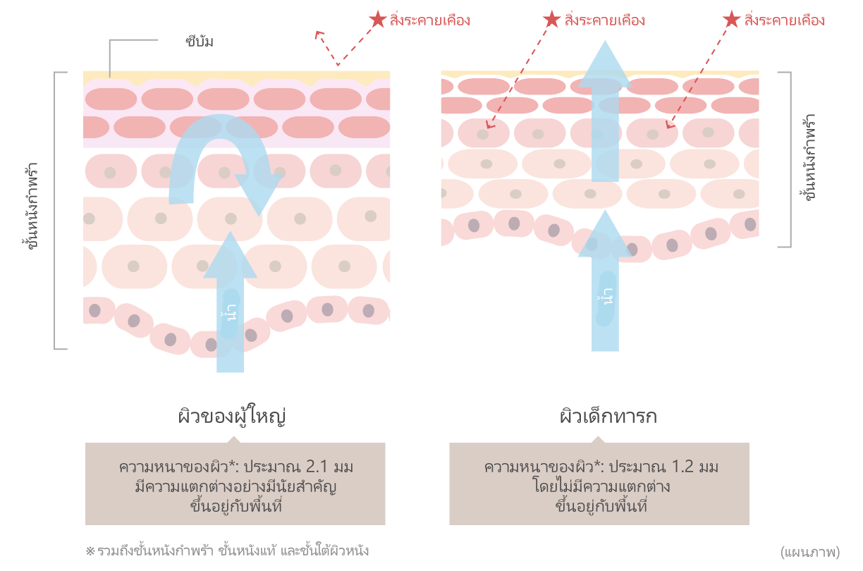 Schematic comparison of baby's and adult's skin